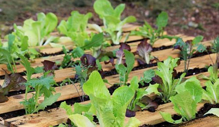 pallet garden bed