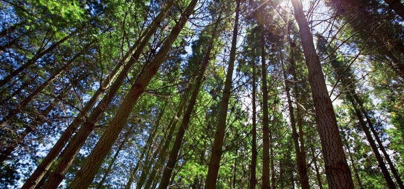 understanding melbournes pallet shortage pinewood forest2